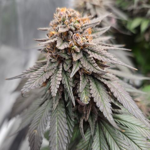 Skunk#1 growlog photo: BT73 BW11