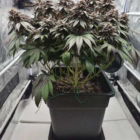 Skunk#1 growlog photo: BT73 BW11