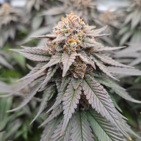 Skunk#1 growlog photo: BT73 BW11