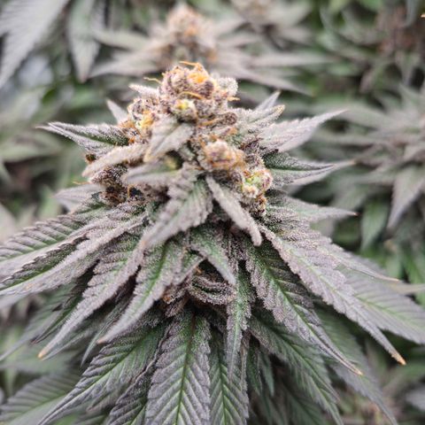 Skunk#1 growlog photo: BT73 BW11