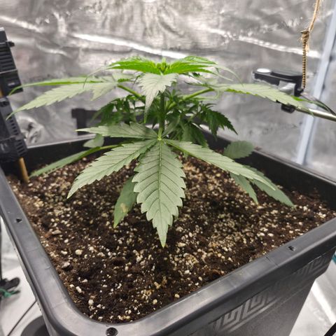 Royal Gorilla 2. growlog photo: VT16 VW3