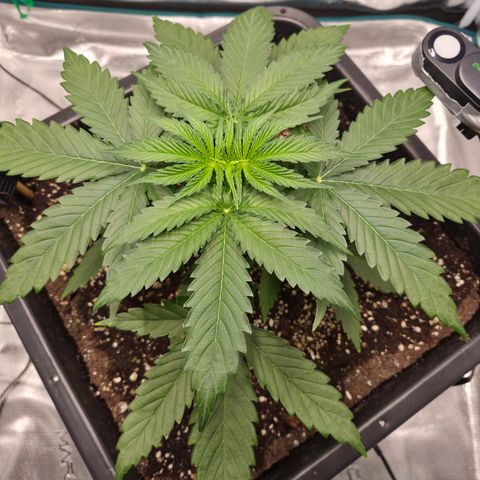 Royal Gorilla 2. growlog photo: VT16 VW3