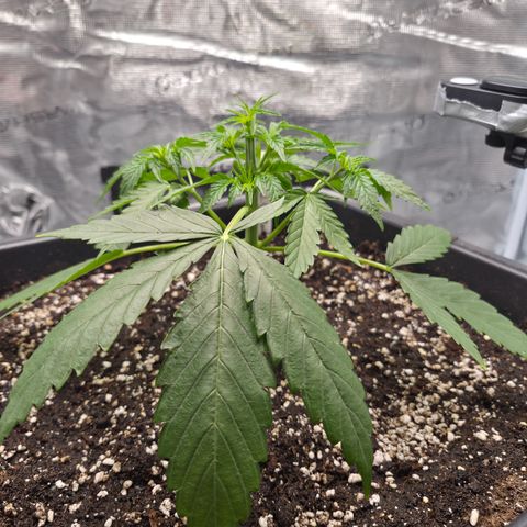 Royal Gorilla 2. growlog photo: VT16 VW3 Nach Topping