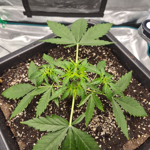 Royal Gorilla 2. growlog photo: VT16 VW3 Nach Topping