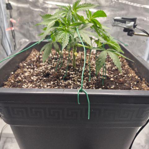 Royal Gorilla 2. growlog photo: VT20 VW3
