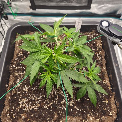 Royal Gorilla 2. growlog photo: VT20 VW3