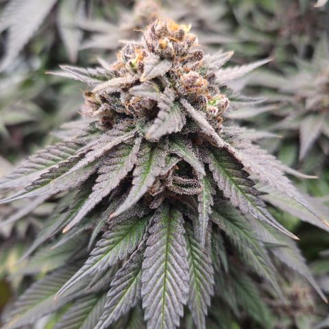 Skunk#1 growlog photo: BT77 BW11