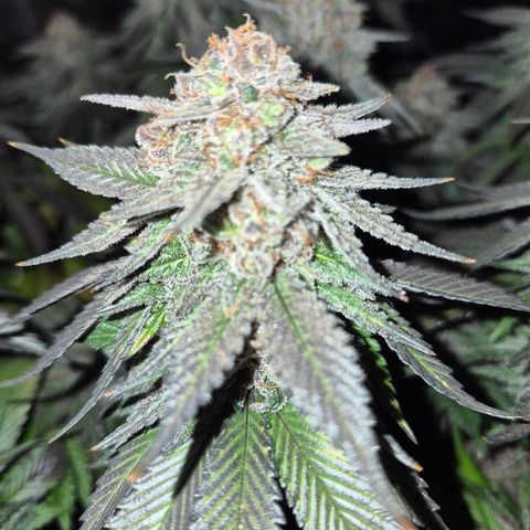 Skunk#1 growlog photo: BT77 BW11