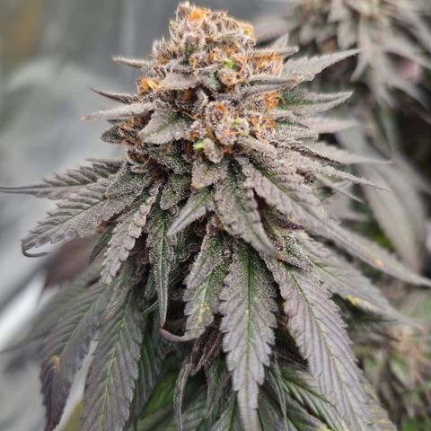 Skunk#1 growlog photo: BT77 BW11