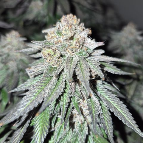 Skunk#1 growlog photo: BT77 BW11