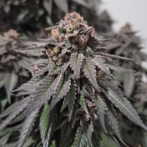 Skunk#1 growlog photo: BT77 BW11