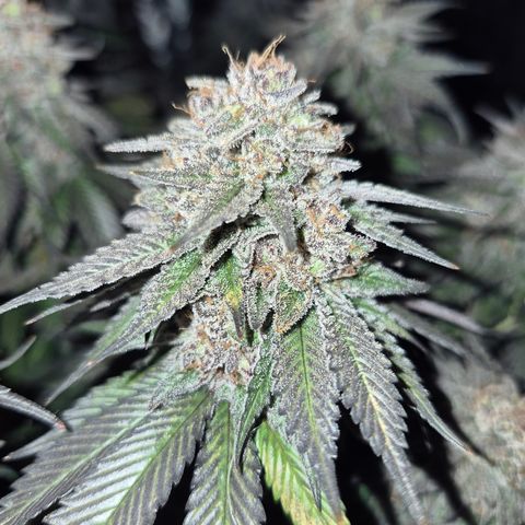 Skunk#1 growlog photo: BT77 BW11