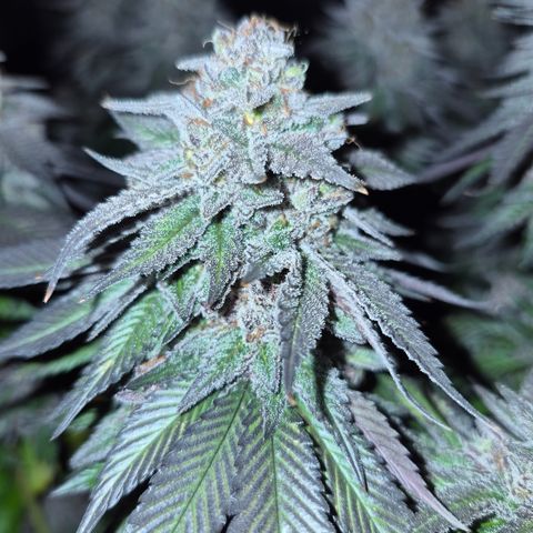 Skunk#1 growlog photo: BT77 BW11