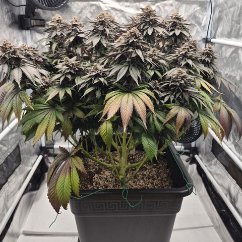 Skunk#1 growlog photo: BT77 BW11