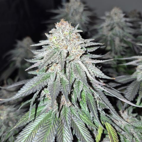 Skunk#1 growlog photo: BT77 BW11