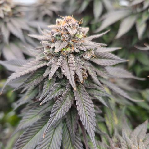 Skunk#1 growlog photo: BT77 BW11