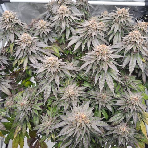 Skunk#1 growlog photo: BT77 BW11