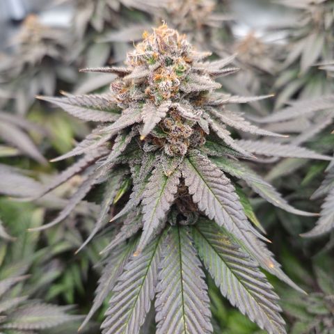Skunk#1 growlog photo: BT77 BW11