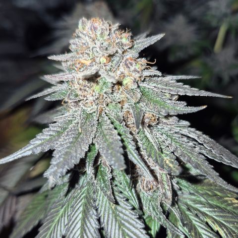 Skunk#1 growlog photo: BT77 BW11