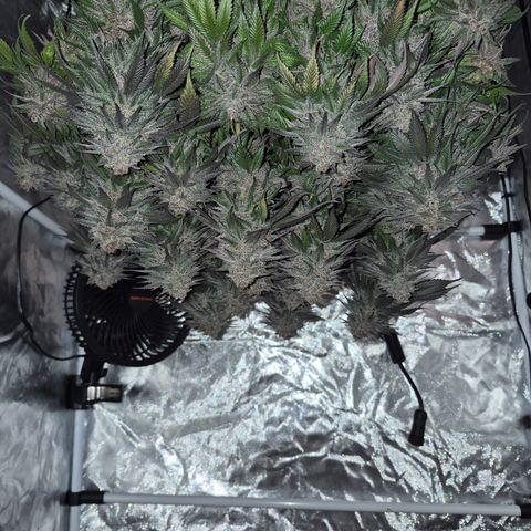 Skunk#1 growlog photo: 1. Tag der Trocknung.