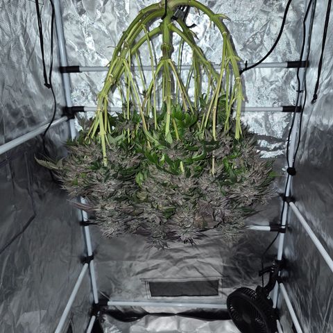 Skunk#1 growlog photo: 1. Tag der Trocknung.