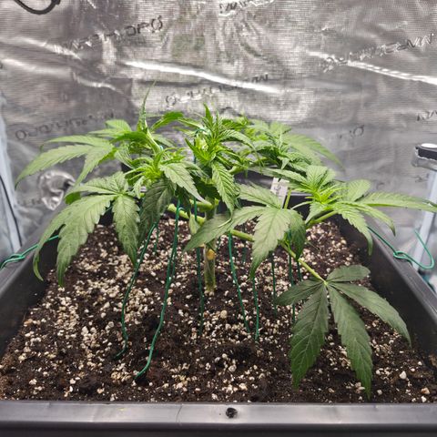 Royal Gorilla 2. growlog photo: VT25 VW4