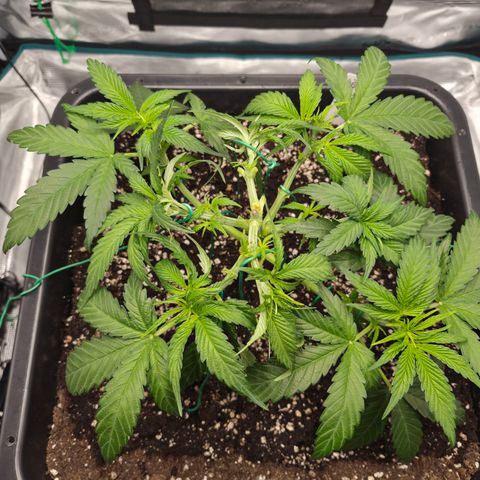 Royal Gorilla 2. growlog photo: VT25 VW4