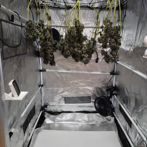 Skunk#1 growlog photo: Triebe vom Stamm getrennt und einzeln aufgehangen.