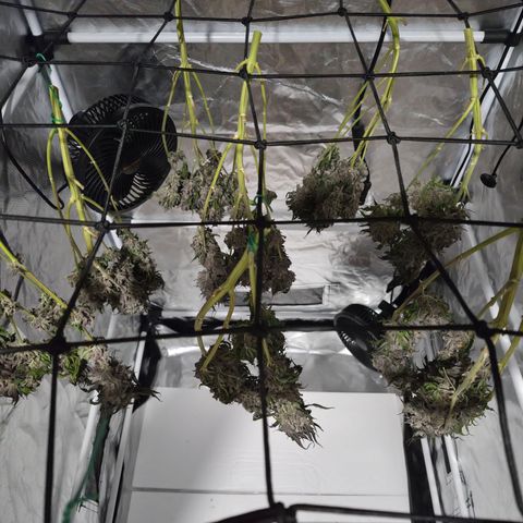 Skunk#1 growlog photo: Triebe vom Stamm getrennt und einzeln aufgehangen.