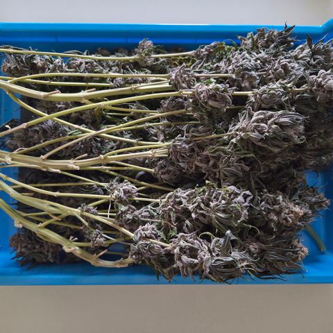 Skunk#1 growlog photo: Triebe mit Blüten.