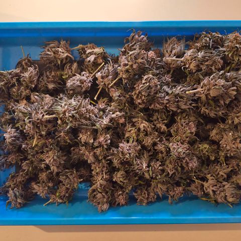 Skunk#1 growlog photo: Blüten von Trieben geschnitten. Fächerblätter entfernt.