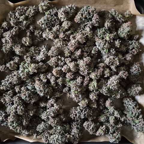 Skunk#1 growlog photo: Fertig getrimmte Blüten.