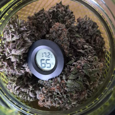 Skunk#1 growlog photo: Blüten mit Hydrometer ins Glas gepackt. Täglich 2x lüften.