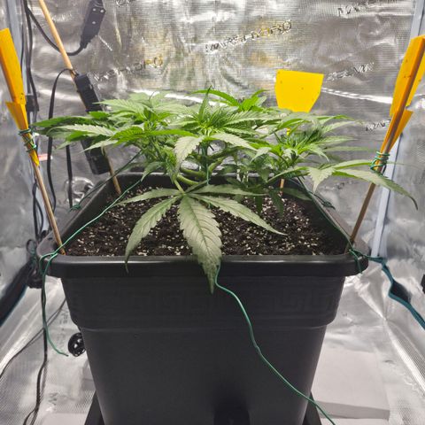 Royal Gorilla 2. growlog photo: VT32 VW5