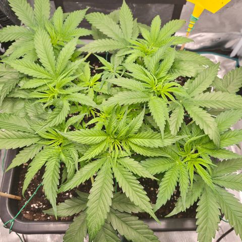 Royal Gorilla 2. growlog photo: VT32 VW5