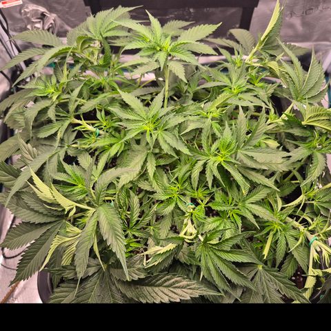Royal Gorilla 2. growlog photo: VT39 VW6