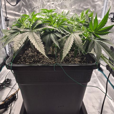 Royal Gorilla 2. growlog photo: VT39 VW6