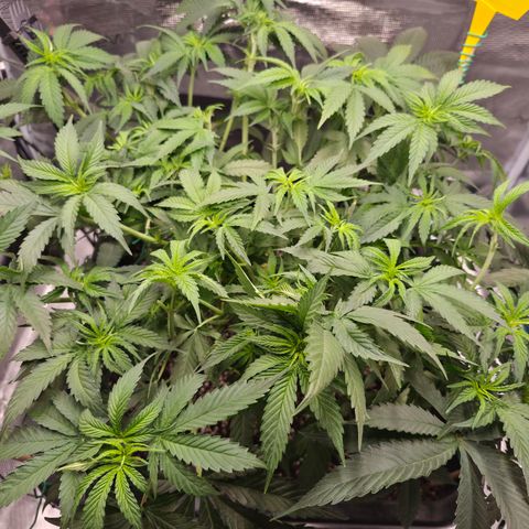 Royal Gorilla 2. growlog photo: VT47 VW7