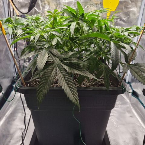 Royal Gorilla 2. growlog photo: VT47 VW7