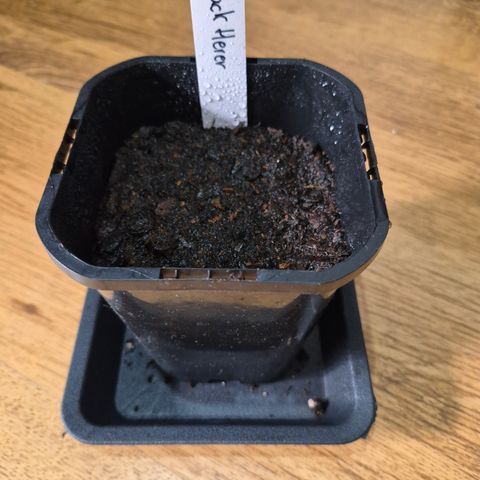 Jack Herer 2. growlog photo: Keimling in 1L Topf gepflanzt