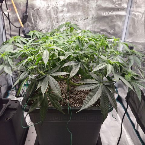 Royal Gorilla 2. growlog photo: VT54 VW8