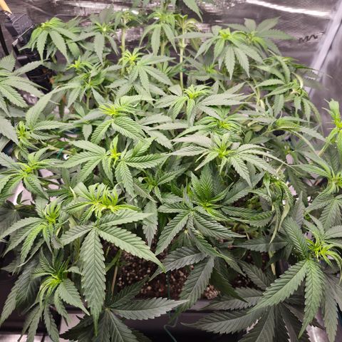 Royal Gorilla 2. growlog photo: VT54 VW8