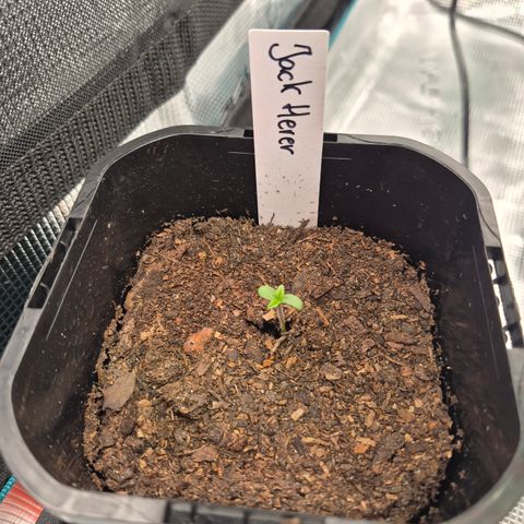 Jack Herer 2. growlog timeline photo