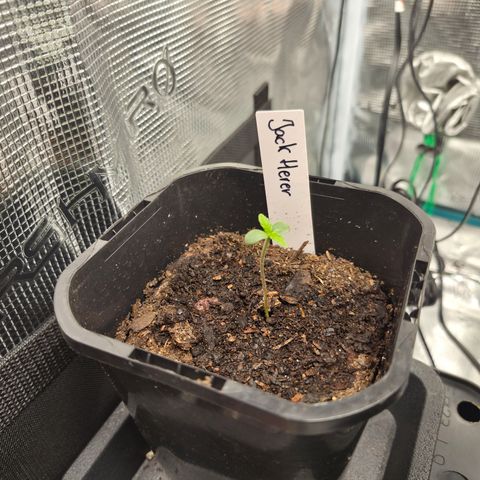 Jack Herer 2. growlog timeline photo