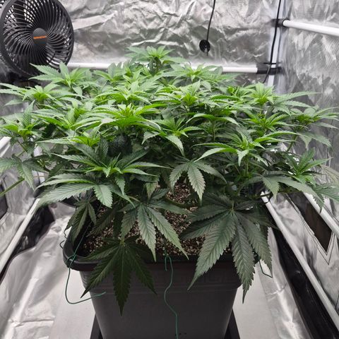 Royal Gorilla 2. growlog photo: VT56 VW8