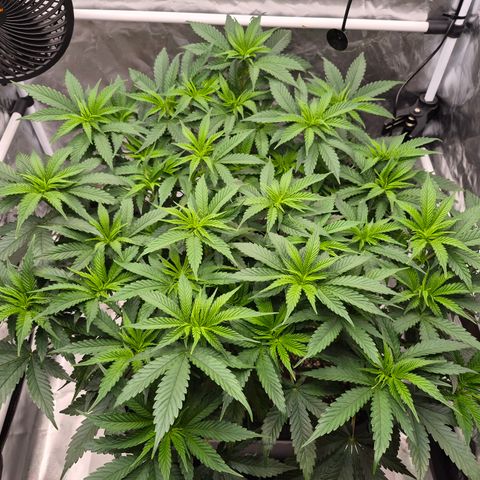 Royal Gorilla 2. growlog photo: VT56 VW8