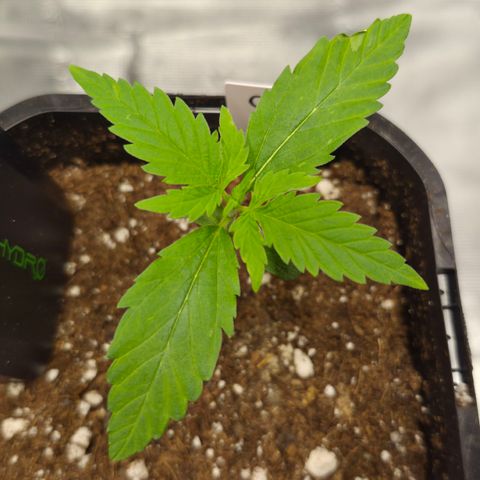 Jack Herer 2. growlog timeline photo
