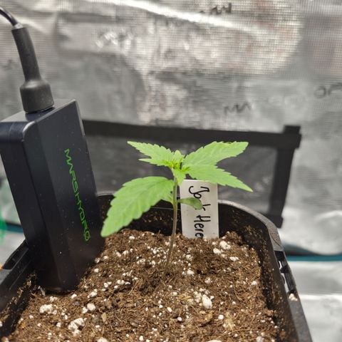 Jack Herer 2. growlog timeline photo