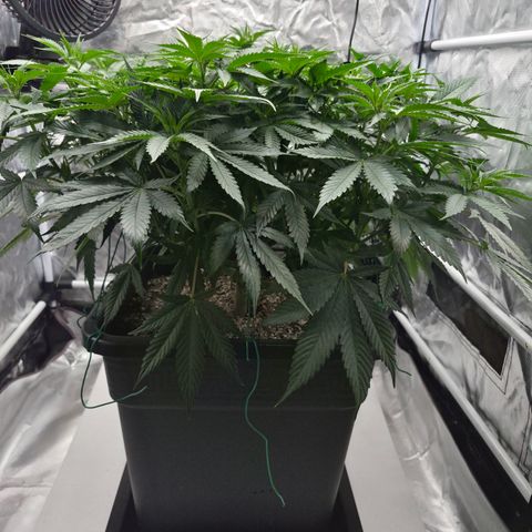Royal Gorilla 2. growlog photo: BT6 BW1