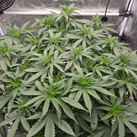 Royal Gorilla 2. growlog photo: BT6 BW1